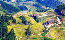 新化紫鹊界梯田