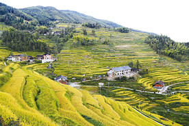 新化紫鹊界梯田