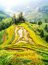 新化紫鹊界梯田