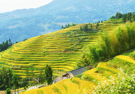 新化紫鹊界梯田