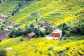 新化紫鹊界梯田