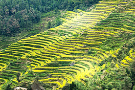 新化紫鹊界梯田