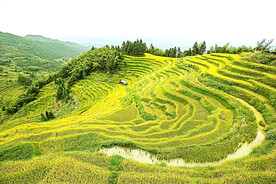 新化紫鹊界梯田