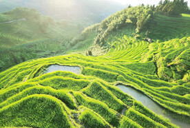 新化紫鹊界梯田