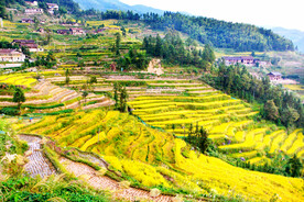 新化紫鹊界梯田