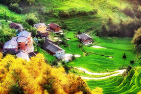 新化紫鹊界梯田