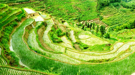 新化紫鹊界梯田