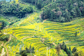 新化紫鹊界梯田