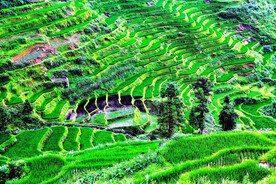 新化紫鹊界梯田