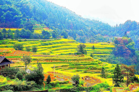 新化紫鹊界梯田