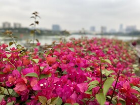 南宁市花三角梅