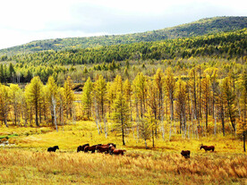 大兴安岭秋色