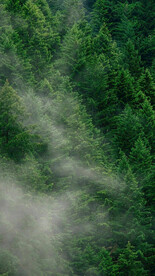 大自然绿色森林