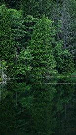 大自然绿色森林