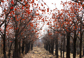 今年又是柿柿红