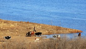 湖畔牧牛