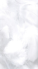 浪漫白色羽毛
