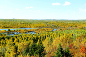 小兴安岭秋色
