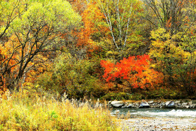 小兴安岭秋色