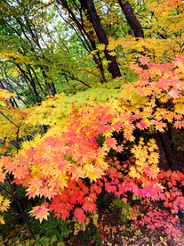 丹东天桥沟秋色