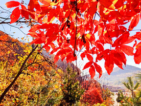 丹东天桥沟秋色