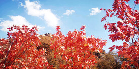 丹东天桥沟秋色