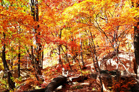 丹东天桥沟秋色