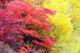 丹东天桥沟秋色