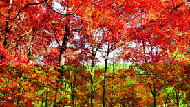 丹东天桥沟秋色