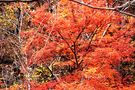 桓仁枫林谷秋色