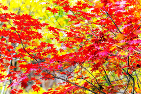 桓仁枫林谷秋色