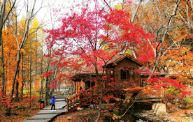 桓仁枫林谷秋色