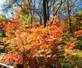 桓仁枫林谷秋色