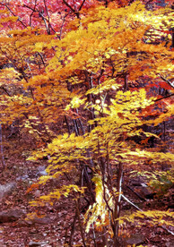 桓仁枫林谷秋色