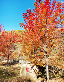 桓仁枫林谷秋色