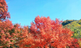 桓仁枫林谷秋色