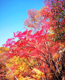 桓仁枫林谷秋色