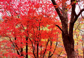 桓仁枫林谷秋色