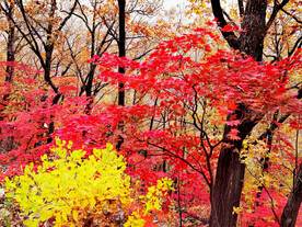 桓仁枫林谷秋色