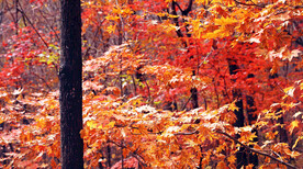 桓仁枫林谷秋色