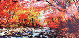 桓仁枫林谷秋色