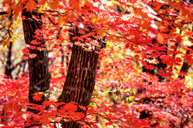 桓仁枫林谷秋色