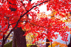 桓仁枫林谷秋色