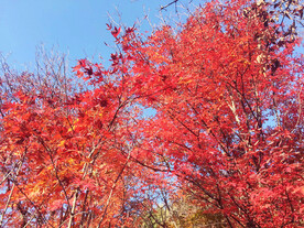 桓仁枫林谷秋色