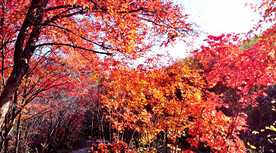 桓仁枫林谷秋色