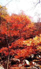 丹东天桥沟秋色