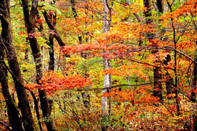 丹东天桥沟秋色