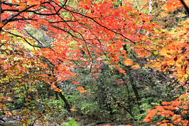 丹东天桥沟秋色