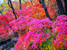 桓仁枫林谷秋色