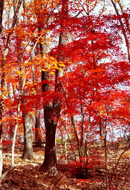 桓仁枫林谷秋色